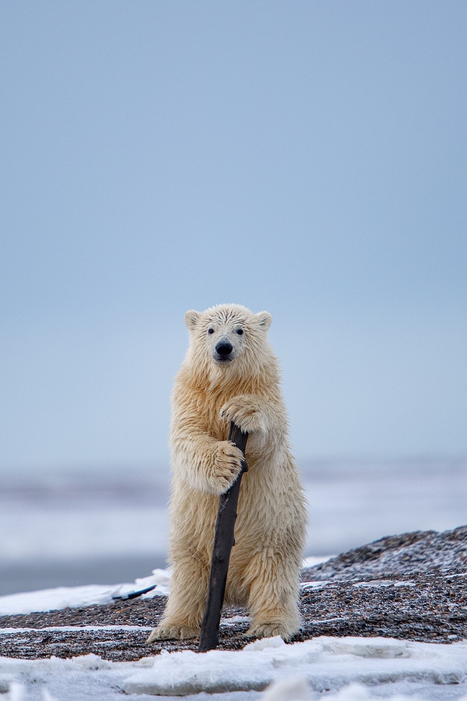 The Cabaret Bear by Khurram Khan from Piscataway, United States: 'This polar bear cub found this drift wood pretty amusing and was playing it when it suddenly stopped and stood up using it almost like a performer does at times'