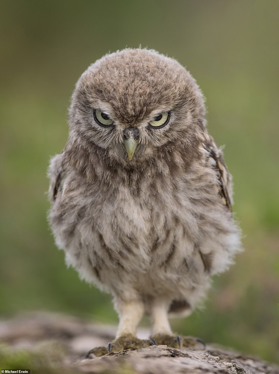 Angry Bird by Michael Erwin from Stoke-On-Trent, United Kingdom: 'A little owl stare as only they can'