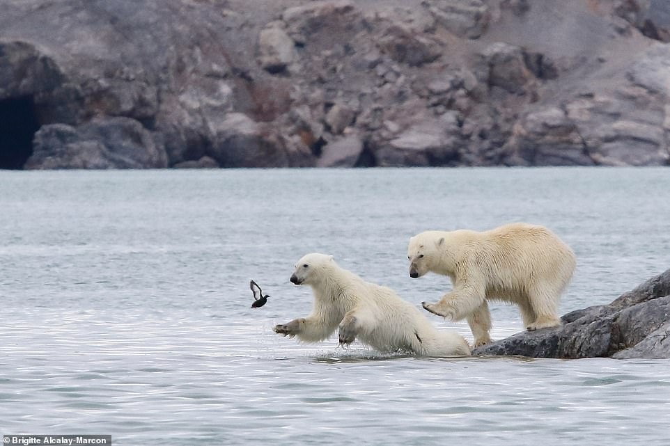 Ready steady go by Brigitte Alcalay-Marcon from Montmeyran, France: 'The mother polar bear is pushing her hesitant young into the water with her leg'