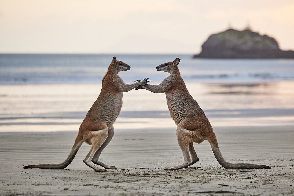 The First Steps by Wayne Sorensen from Miami, Australia: 'It's paw to paw action as a pair of 'Pretty Faced Wallabies' cautiously approach each other in some playtime on the beach'