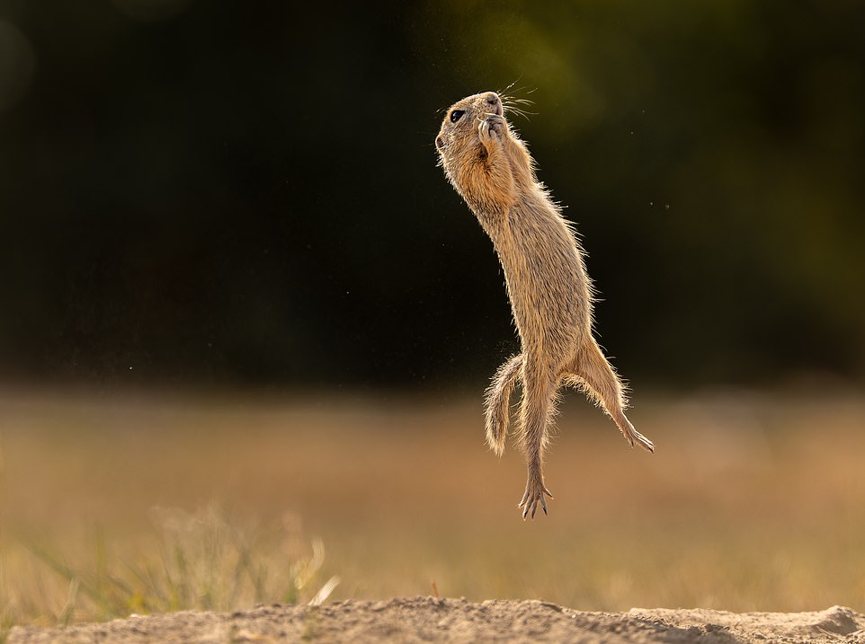 I finally learned to fly... or not?! by Tãmea Ambrus from Budapest, Hungary: 'The ground squirrel jumped as if he could fly. Unfortunately he has no wings. To his surprise he fell back to the ground'