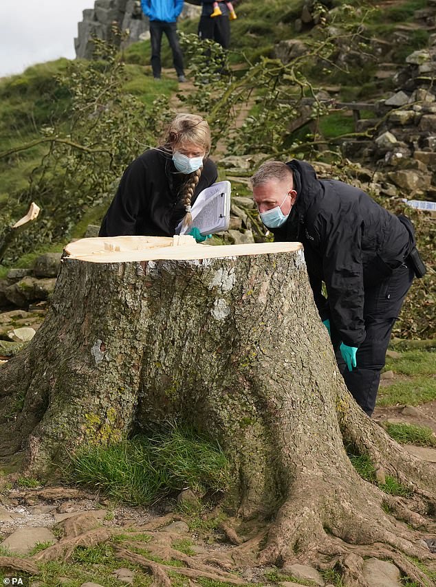 Während die Polizei nach dem Schuldigen sucht, haben Naturschützer und Wissenschaftler ihre Aufmerksamkeit darauf gerichtet, was getan werden kann, um den Baum zu retten oder ihn auf andere Weise weiterleben zu lassen