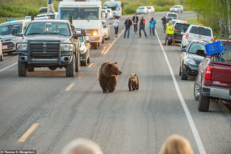 Auf diesem Bild bringt die „Grand Teton Wildlife Brigade“ – ein Team, das die Tierwelt des Parks schützt – Autofahrer dazu, eine Fahrspur freizumachen, wodurch 399 und ihr Junges Snowy Platz haben, um durch einen „Bärenstau“ zu fahren.