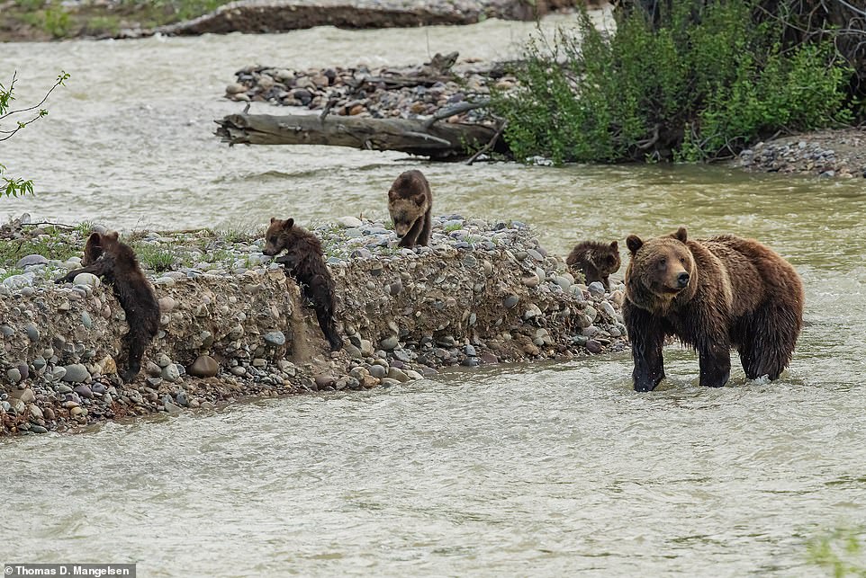Dieses herzerwärmende Bild zeigt Grizzly 399 und ihre „kleinen Vierlinge“ in Pilgrim Creek im Juni 2020, wie das Buch verrät