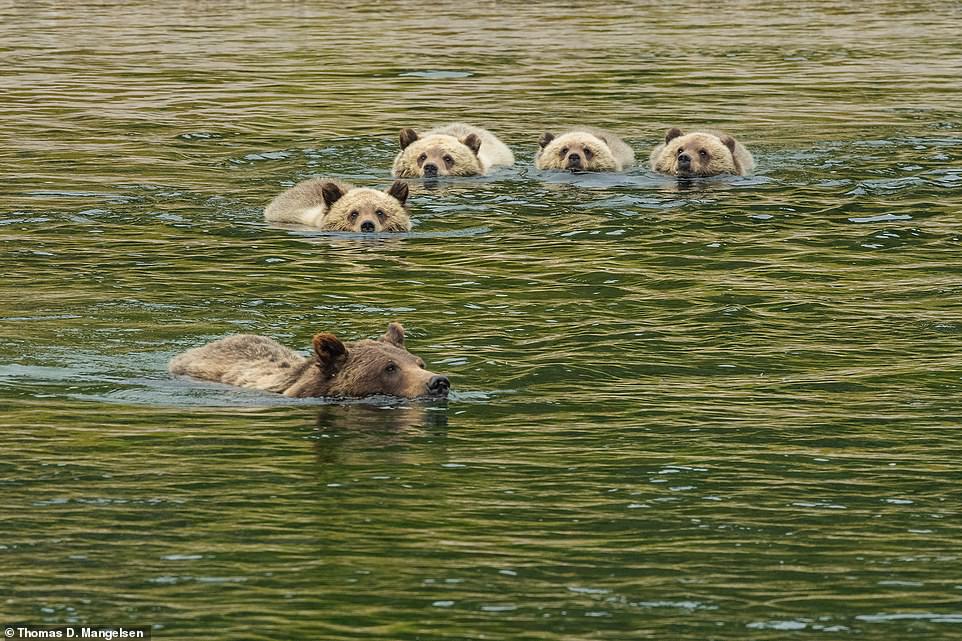 „Eine pelzige Armada von Grizzlybären 399 und ihren Jungen schwimmt durch die jadegrüne Strömung des Snake River“, heißt es im Buch über dieses brillante Bild