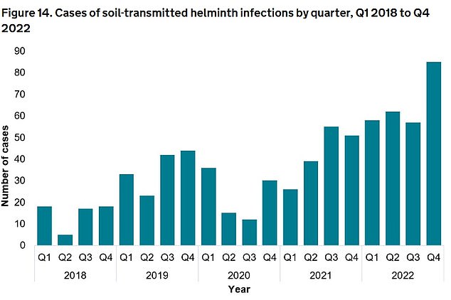 Infections caused by a swathe of parasitic worms, collectively known as soil-transmitted helminth infections, shot up to 262 in the UK last year. For comparison, this is 53 per cent higher than the 171 cases logged in 2021 and 3.5-times higher than the pre-pandemic average of 75 annual detections