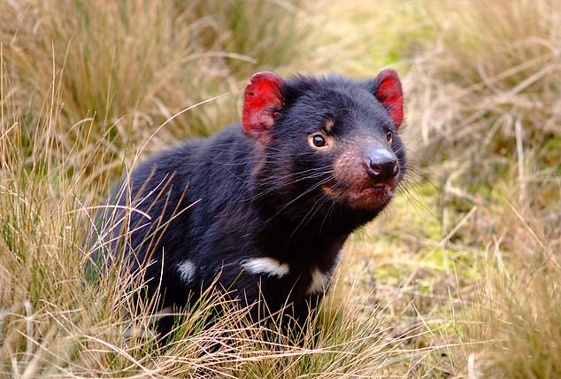 Tasmanische Teufel sind neben domestizierten Hunden eine von zwei weiteren Arten, die bekanntermaßen anfällig für ansteckenden Krebs sind.  Die Tumore wachsen auf ihren ansonsten bezaubernden Gesichtern.  Wenn zwei Teufel kämpfen, beißt einer von ihnen in den Tumor in einem ihrer Gesichter.  Die Tumorzellen dringen dann durch Wunden an seinem Körper in den anderen Teufel ein