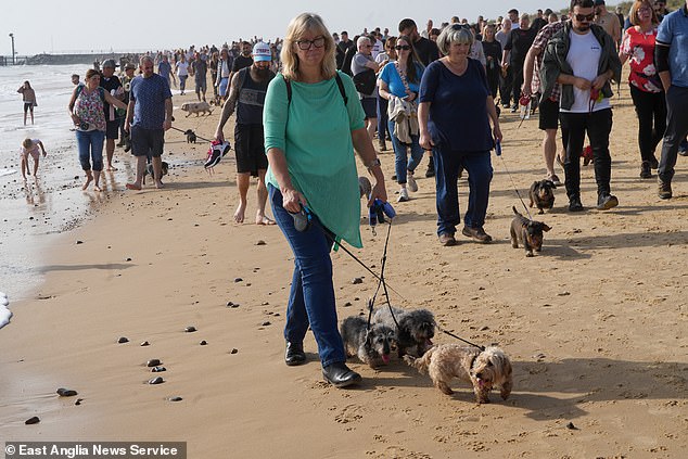 Einige der geschätzten 1.000 Dackel spazieren am Strand von Southwold, Suffolk
