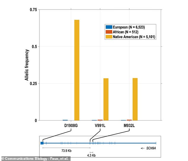 Die drei Versionen des SCN9A-Gens – genannt D1908G, V991L und M932L – wurden viel häufiger bei Menschen mit indianischer Abstammung gefunden (orange-gelbe Balken in der Grafik oben), viel häufiger als bei Europäern (blau) oder Afrikanern (rot). ) Abstammung, laut Studie
