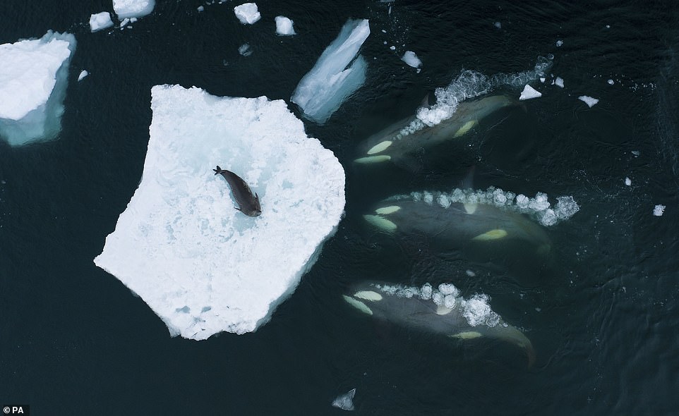 „Wale machen Wellen“, eine Gruppe Orcas, die sich darauf vorbereiten, eine Weddellrobbe auf der Antarktischen Halbinsel in der Antarktis „mit Wellen zu waschen“, von Bertie Gregory aus dem Vereinigten Königreich