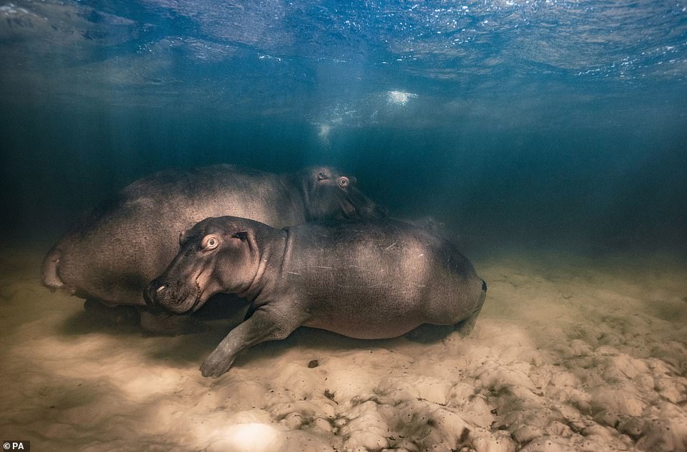 „Hippo Nursery“, ein Nilpferd und seine beiden Nachkommen ruhen im flachen See mit klarem Wasser in der Kosi Bay, iSimangaliso Wetland Park, Südafrika, von Mike Korostelev aus Russland