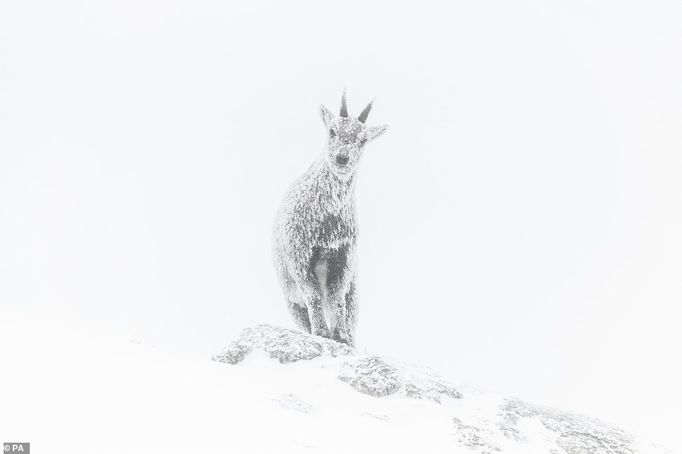 „Alpine Exposition“ eines Steinbocks im Schnee im regionalen Naturpark Vercors, Rhône-Alpes, Frankreich von Luca Melcarne aus Frankreich