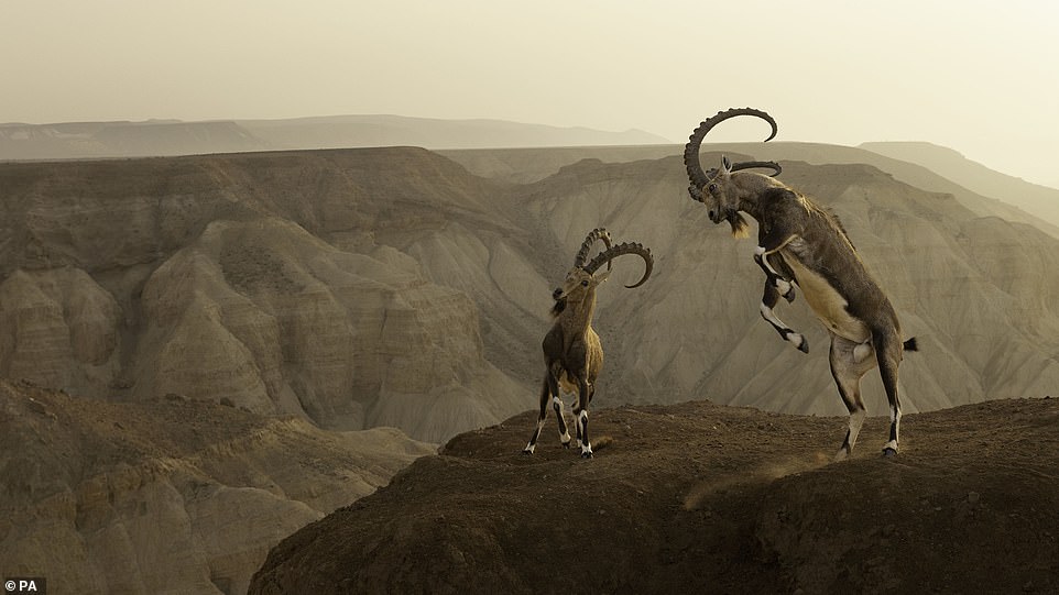 „Leben am Rande“ von zwei nubischen Steinböcken in der Zin-Wüste, Israel, von Amit Eshel aus Israel