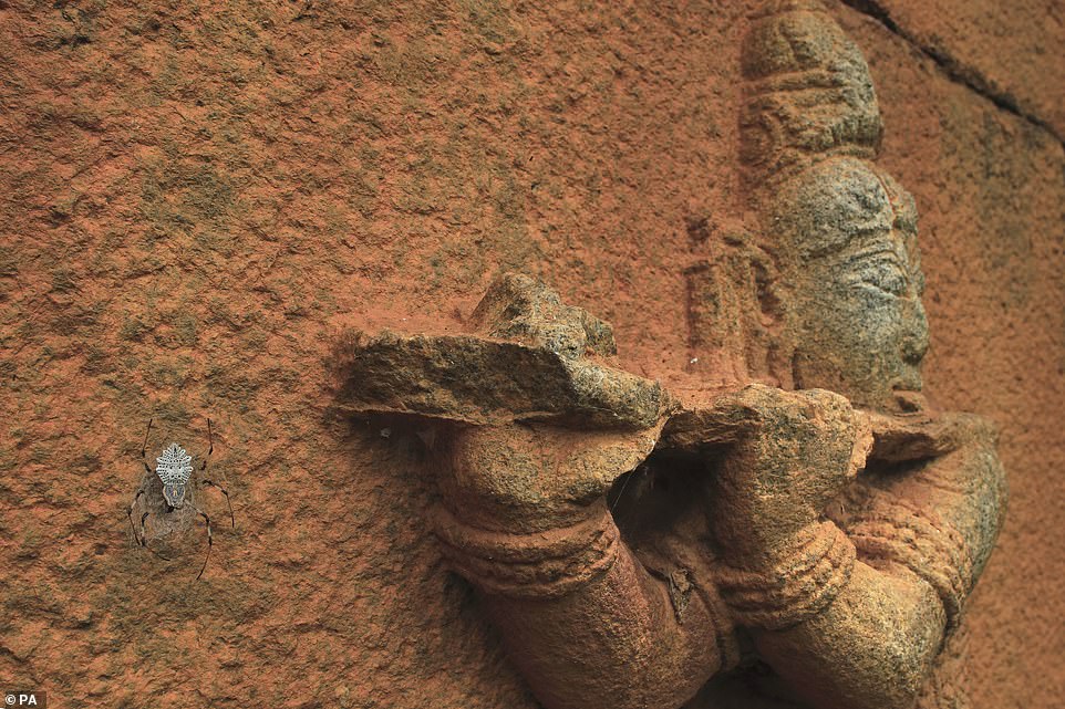„Die Wunderwand“ einer dekorativen Baumstammspinne verhindert, dass ihre Beute entkommt, im Nallur Heritage Tamarind Grove, Karnataka, Indien, von Vihaan Talya Vikas aus Indien