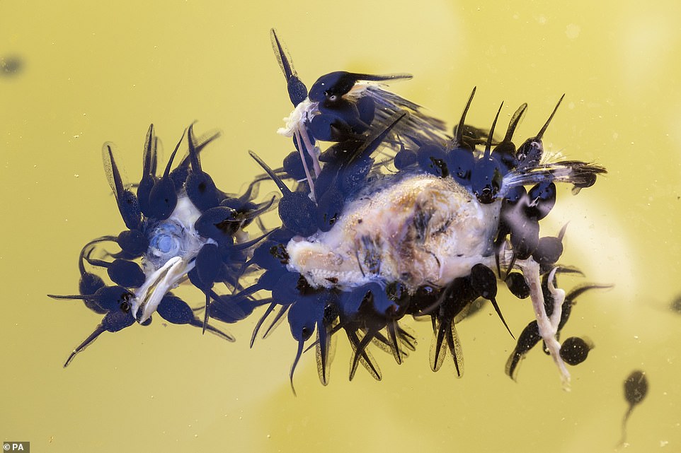 „Das Kaulquappenbankett“ von Krötenkaulquappen, die sich in Ojen, Malaga, Spanien, an einem toten Jungsperling erfreuen, von Juan Jesus Gonzalez Ahumada aus Spanien