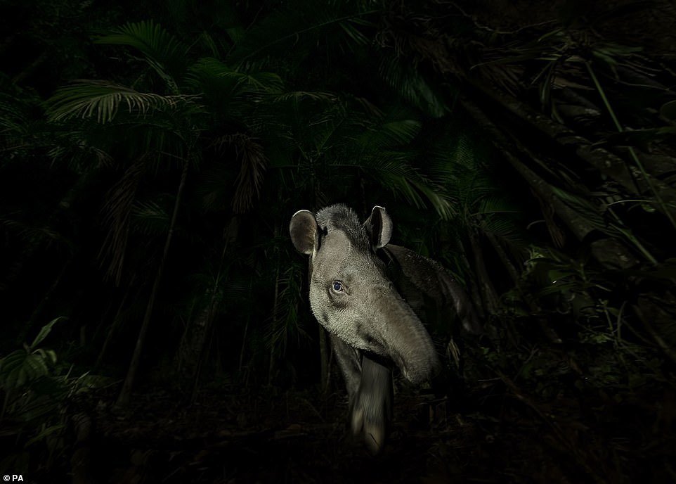 „Gesicht des Waldes“ eines Tieflandtapirs in Tapirai, Sao Paulo, Brasilien, Indien, von Vishnu Gopal aus Indien
