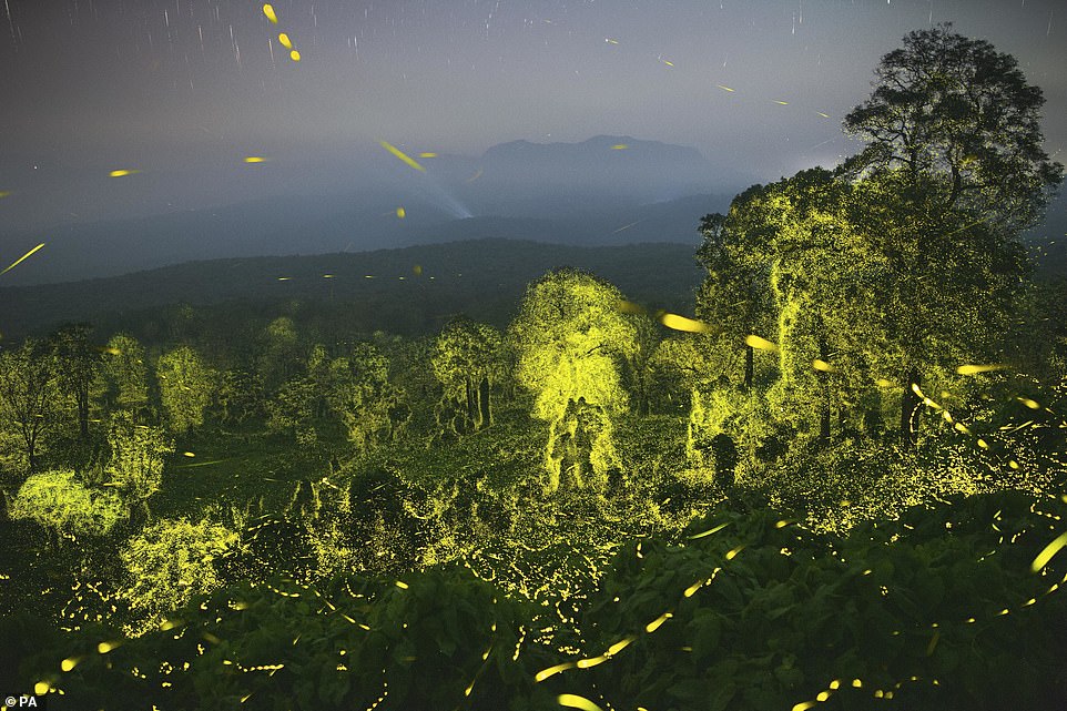 „Fantastische Lichter“, ein Nachthimmel und ein mit Glühwürmchen beleuchteter Wald im Anamalai Tiger Reserve, Tamil Nadu, Indien, von Sriram Murali aus Indien