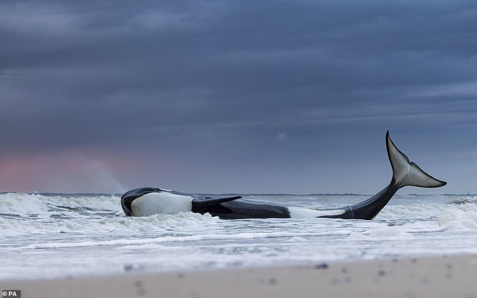 „Letzter Atemzug“ eines gestrandeten Orcas in Cadzand-Bad, Zeeland, Niederlande von Lennart Verheuvel aus den Niederlanden