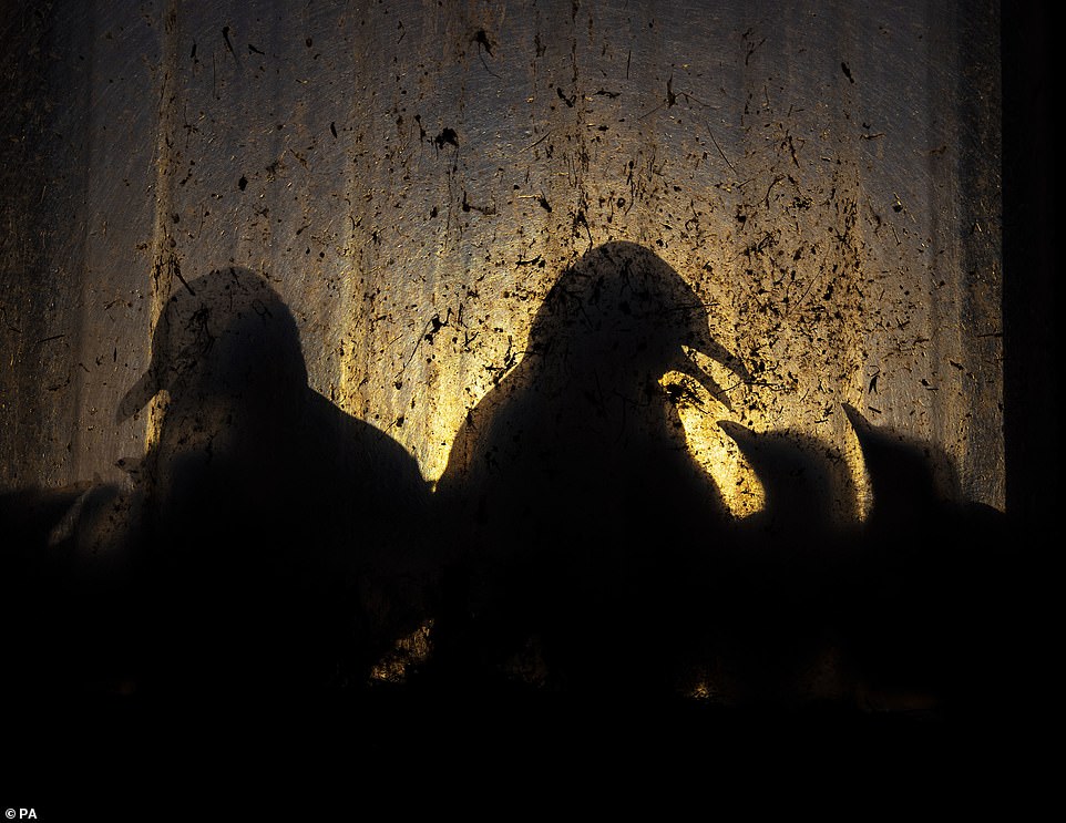 „Vögel der Mitternachtssonne“ von Dreizehenmöwenküken, beleuchtet in einer verlassenen Fabrik in Vardo, Troms und Finnmark, Norwegen, von Knut-Sverre Horn aus Norwegen