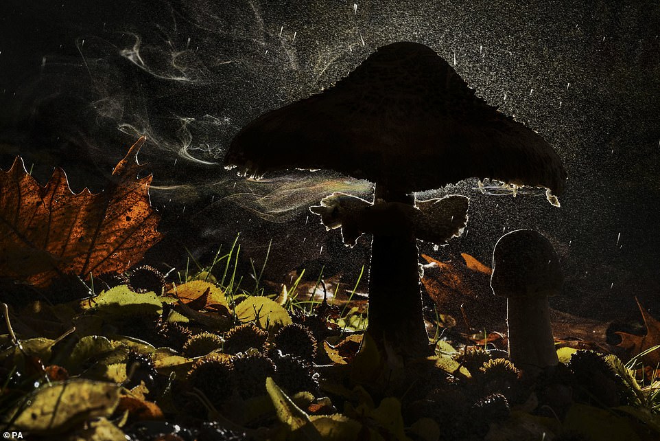 „Letzter Hauch des Herbstes“, eines Pilzes, der seine Sporen im Wald am Olymp, Pieria, Griechenland, von Agorastos Papatsanis aus Griechenland freisetzt