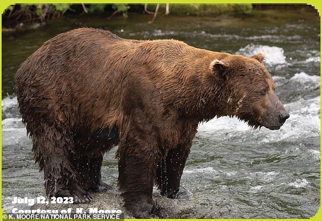 Er hat eine rätselhafte Persönlichkeit und spielte manchmal eher mit anderen Bären als mit Fischen.  Er ist selbstbewusster geworden und nutzt seine Größe zu seinem Vorteil