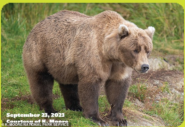 Bär 901 ist ein mittelgroßes erwachsenes Weibchen mit „dreieckigen Ohren mit blondem Rand“.  Sie belegte bei der Fat Bear Week 2022 den zweiten Platz