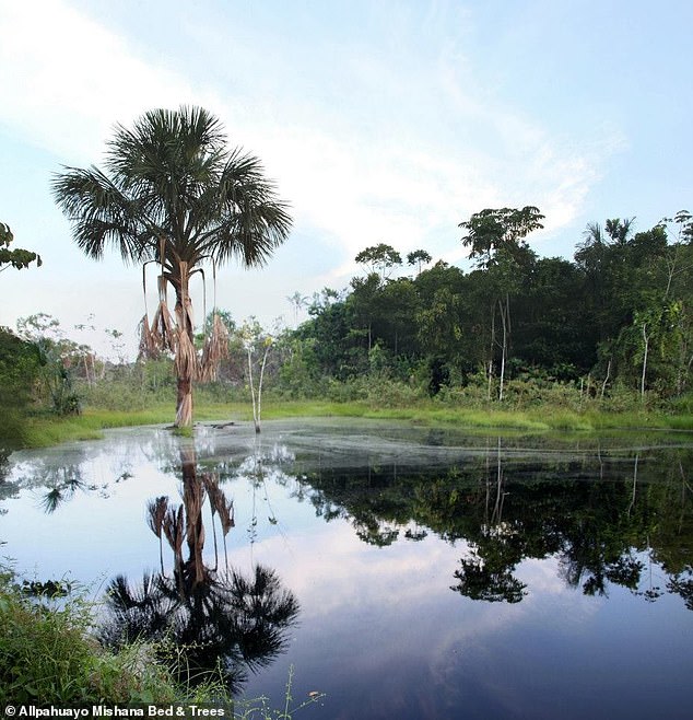 Finnische Forscher unterstützen seit den 1990er Jahren die Naturschutzbemühungen im peruanischen Allpahuayo-Mishana-Reservat.  Die Forscher sagten, dass die komplexe geologische Geschichte der Region zur Entwicklung verschiedener Arten von Regenwaldökosystemen in Allpahuayo-Mishana geführt habe