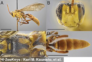 Oben der identifizierende männliche „Holotyp“ der neuen Wespe C. amazonica mit weniger anspruchsvollen Antennen