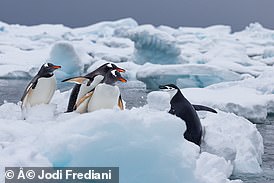 Meereis ist ein lebenswichtiger Lebensraum für Pinguine und Robben, die in der Antarktis zu Hause sind