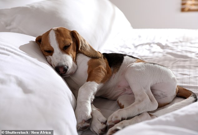 Beagles können schwierig zu trainieren sein, sind aber fantastische Familienhaustiere