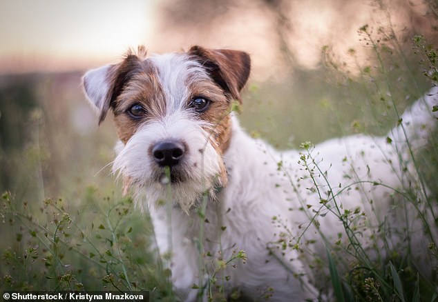 Jack-Russell-Terrier können aufgrund ihres starken Beutetriebs eine Herausforderung darstellen