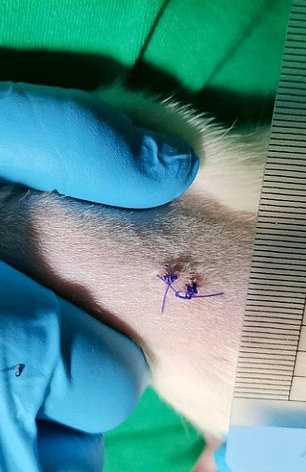 Das Obige zeigt eine Vorhaut, die einer Maus implantiert wurde, nachdem darauf Zellen gewachsen waren