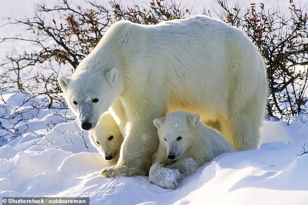 Der Eisbär ist der größte Bär der Welt und das größte Raubtier der Arktis.  Sein Maul ist mit 42 messerscharfen Zähnen besetzt, die für ordentlich Biss sorgen, während seine Pfoten 11,8 Zoll (30 cm) lang sind – so groß wie ein Essteller