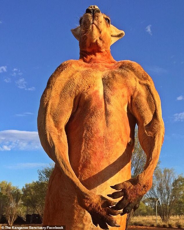 Der zerrissene Körper des Tieres erinnerte Benutzer an „den Schwarzenegger unter den Roos“ Roger, das Känguru, der 2018 im Alter von 12 Jahren starb