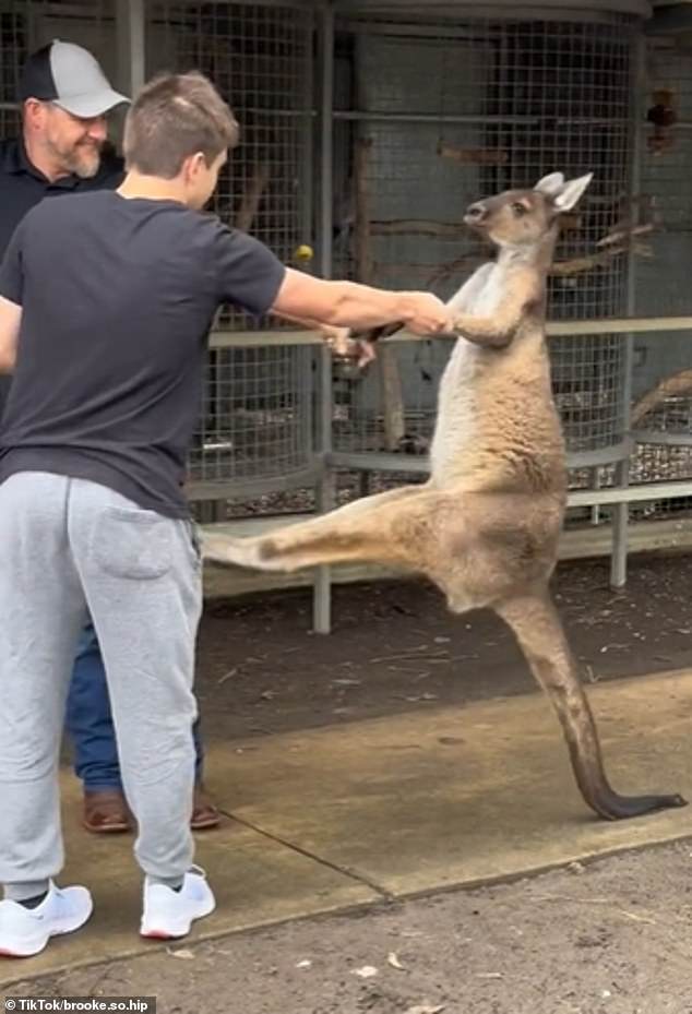 Ein weiteres schockierendes Video vom Juni dieses Jahres zeigte den Moment, als ein amerikanischer Tourist im Zoo von Perth gezwungen wurde, ein Känguru an der Kehle zu packen, nachdem es ihn getreten und gekratzt hatte