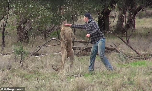 Es scheint auch, dass Kängurus, die auf Hunden herumhacken, ein häufiges Thema sind – im Jahr 2016 wurde ein anderer Hundebesitzer gezwungen, einem „Ruh“ ins Gesicht zu schlagen, nachdem dieser sein Hündchen im Schwitzkasten gepackt hatte