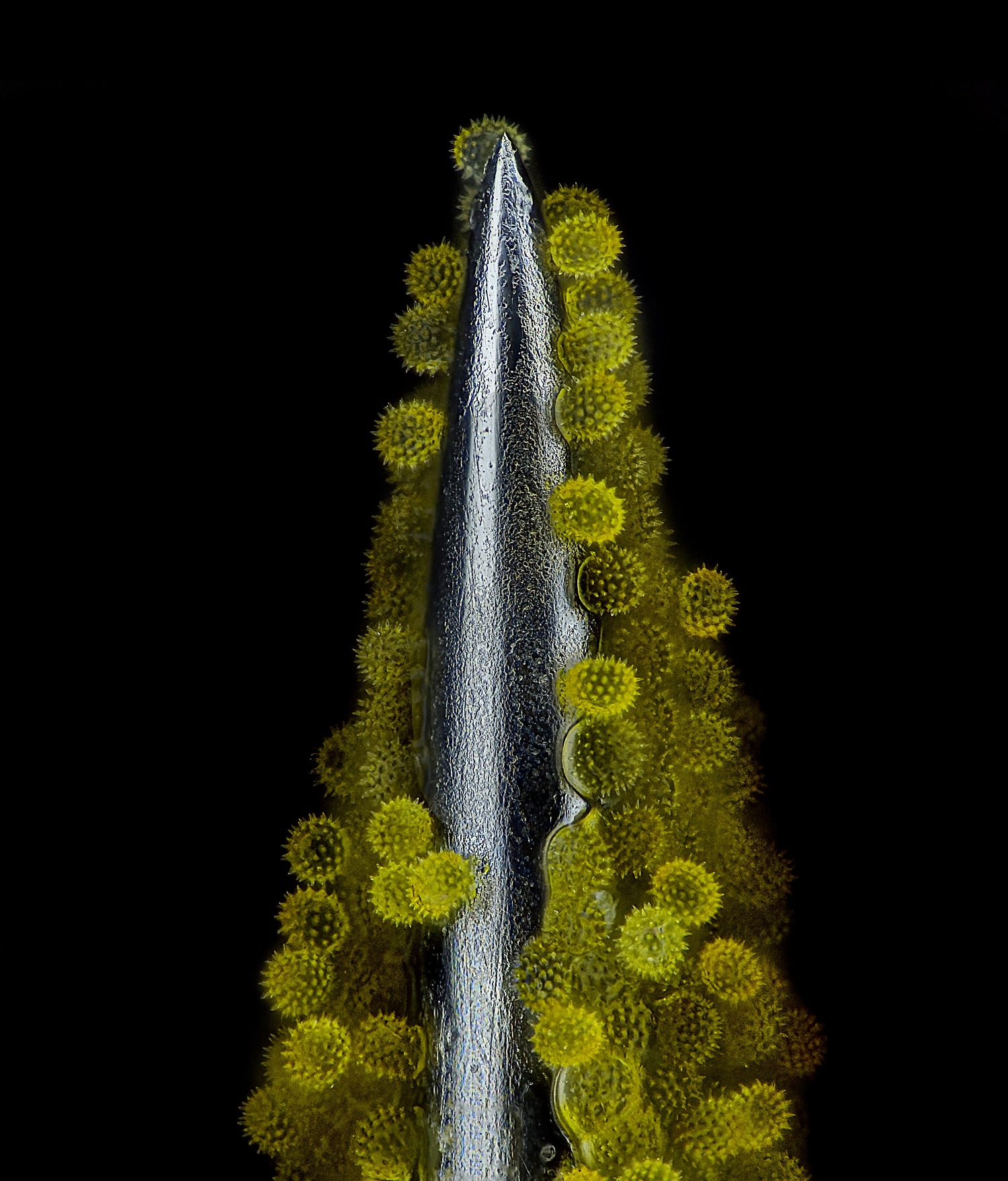 Ein Bild von Sonnenblumenpollen, die an der Spitze einer Nadel haften.