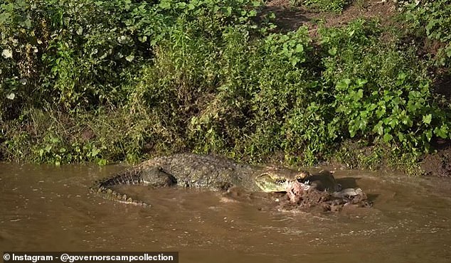 Krokodile schütteln ihre Fänge, um sie zu töten, aber auch, um sie in kleinere Stücke zu zerreißen, die sie verschlucken können
