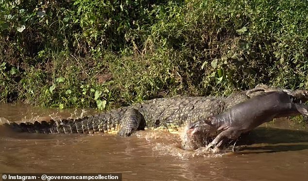 Es ist immer noch nicht klar, ob das Krokodil das Nilpferd selbst gefangen hatte oder ob es es geschafft hatte, es zu erbeuten und das Totgeborene zurückzulassen