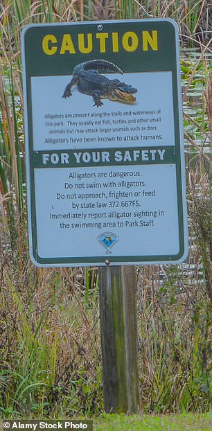 Bissig: Oben ist eines der Schilder, die vor Alligatoren in Polk County warnen