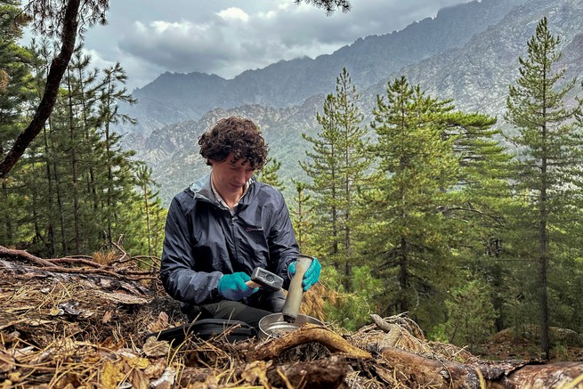 Um Pilzproben zu sammeln, hämmert das Team Stahlkerne in den Boden.  In einem Wald in Asco, Korsika, siebt der Biologe Merlin Sheldrake eine Probe, um Steine ​​zu entfernen, bevor er die Pilz-Erde-Mischung auf Trockeneis bringt.