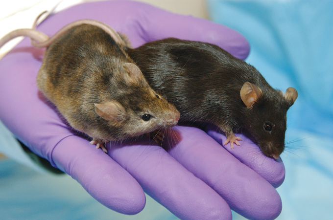 Ein Foto von zwei braunen Mäusen, die in der Hand einer Person sitzen, die einen lila Latexhandschuh trägt.