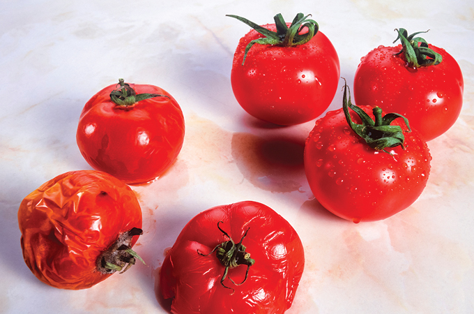 Ein Foto von sechs Tomaten auf weißem Hintergrund.  Die drei auf der linken Seite sind gentechnikfrei und scheinen schlecht zu werden, während die drei auf der rechten Seite frisch erscheinen.