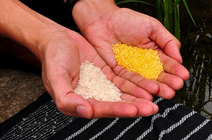 Ein Foto einer Person, die goldenen Reis in der linken und weißen Reis in der rechten Hand hält.