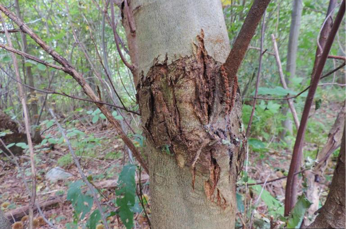 Ein Foto eines Baumes, der unter Kastanienfäule leidet.
