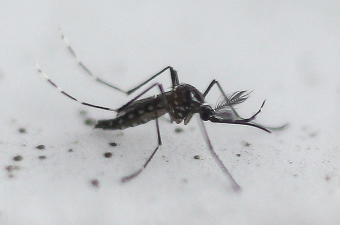 Ein Foto einer gentechnisch veränderten Mücke, die auf einem weißen Hintergrund mit schwarzen Flecken sitzt.