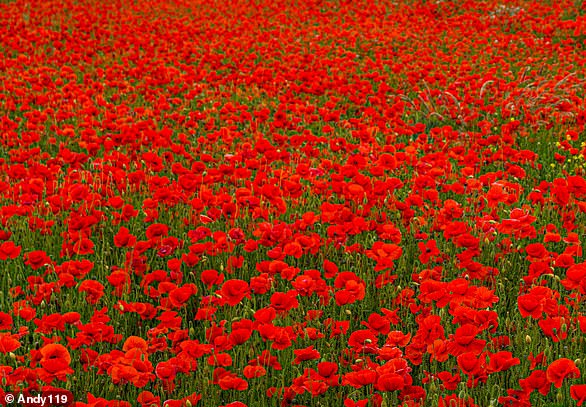 Poppies in Flanders Fields, einem wichtigen Kriegsschauplatz an der Westfront während des Ersten Weltkriegs