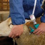Blauzungenkrankheit: Länder fordern neuen Impfstoff, befürchten Einbußen beim Viehexport