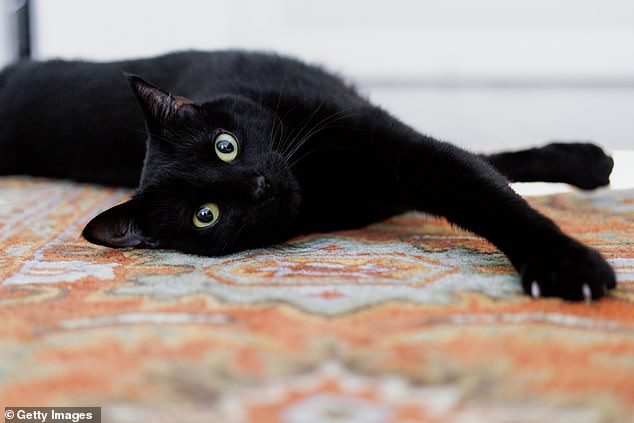 Schwarze Katzen sowie schwarze und weiße Katzen sind die Art, die am wahrscheinlichsten von der RSPCA betreut wird. Neue Zahlen zeigen, dass seit 2020 landesweit mehr als 5.000 von ihnen in ihre Zentren aufgenommen wurden