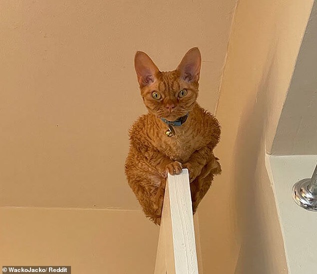 Diese rotbraune Katze hat ein hervorragendes Gleichgewicht, würde aber jeden ausflippen, der sie entdeckt